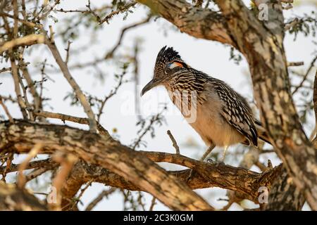 Greater roadrunner (Geococcyx californianus), Santa Clara Ranch, Starr County, Texas, USA Stock Photo