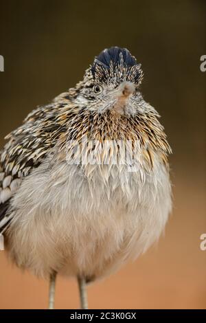 Greater roadrunner (Geococcyx californianus), Santa Clara Ranch, Starr County, Texas, USA Stock Photo