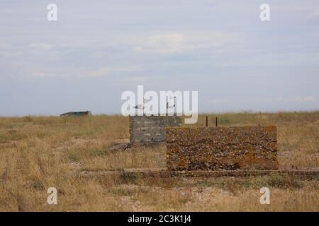 Shot of two small walls in the middle of nowhere and seagulls sitting on it Stock Photo