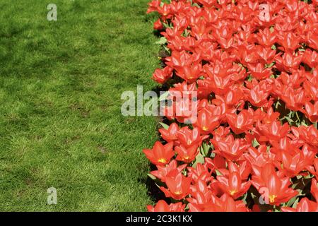 Beautiful Flax-leaved tulip in a garden at daytime Stock Photo