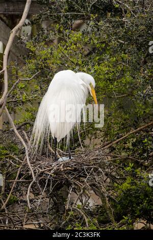 Great egret (Casmerodius albus, Ardea alba, Egretta alba), Smith Oaks Audubon Rookery, High Island, Texas, USA Stock Photo