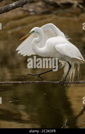 Great egret (Casmerodius albus, Ardea alba, Egretta alba), Smith Oaks Audubon Rookery, High Island, Texas, USA Stock Photo