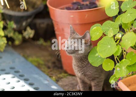 Grey cat playing in the back garden. Shallow focus, blurred background. Cat is chasing after flies Stock Photo