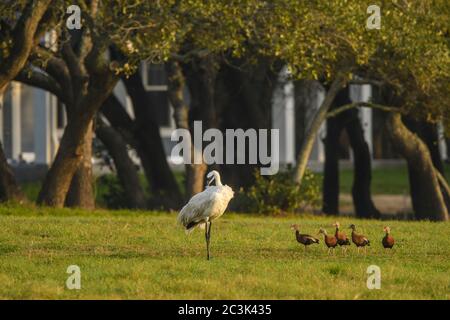 Whooping crane (Grus Americana), Lamar, Texas, USA Stock Photo