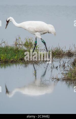 Whooping crane (Grus Americana), Aransas National Wildlife Refuge, Texas, USA