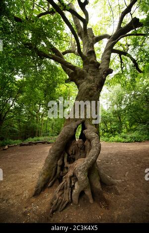 The great Hollow Beech in Hampstead Heath, London, UK. Jun 2020 Stock Photo