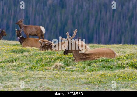 Elk in the Rocky Mountain National Park, Colorado, USA Stock Photo