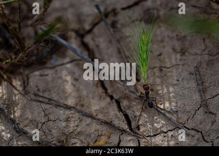 Closeup shot of an ant carrying wheatgrass on the cracked ground Stock Photo