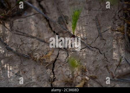 Closeup shot of the ant carrying wheatgrass on the cracked ground Stock Photo