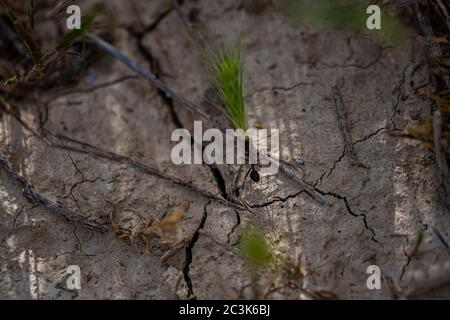 Closeup shot of the ant carrying wheatgrass on the cracked ground Stock Photo