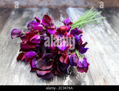 Bunch of purple sweet pea flowers Stock Photo