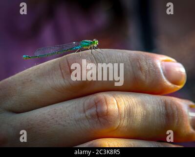 Closeup shot at a dragonfly on a man's hand with a blurred background Stock Photo