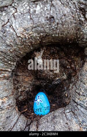 Painted rock placed in an old tree during the Covic 19 lockdown of 2020 in Steveston British Columbia Stock Photo