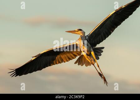 A grey heron flying over  illuminated by the setting sun Stock Photo