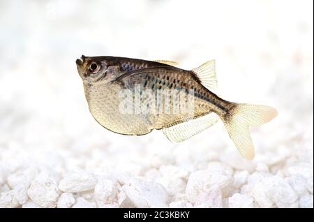 Common Silver Hatchetfish Gasteropelecus sternicla aquarium fish Stock Photo