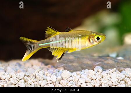 Celebes Rainbow Aquarium Fish Marosatherina ladigesi Stock Photo