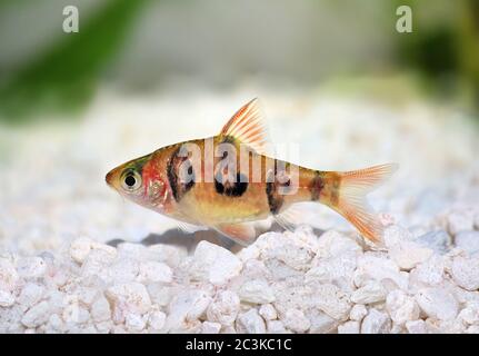 Aquarium fish Rhombo Barb Puntius rhomboocellatus freshwater tropical Stock Photo