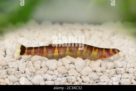 Kuhli Loach Catfish Pangio kuhlii freshwater aquarium fish Stock Photo