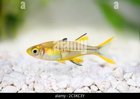 Celebes Rainbow Aquarium Fish Marosatherina ladigesi Stock Photo