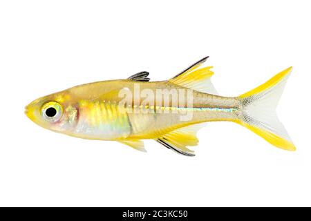 Celebes Rainbow Aquarium Fish Marosatherina ladigesi Stock Photo