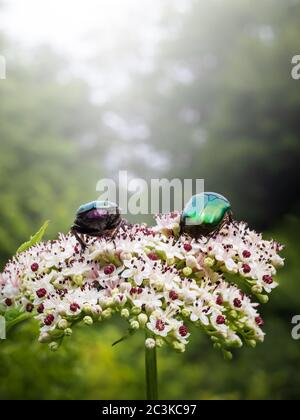 Two beetles, of the Cetonia d'oro species, suck nectar from the small flowers of a plant. Stock Photo