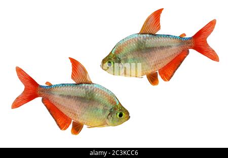 red-blue Columbian Tetra Hyphessobrycon aquarium fish Stock Photo