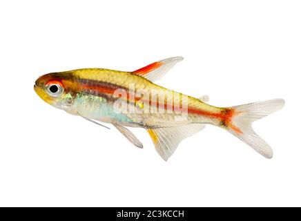 Aquarium fish Glowlight Tetra Hemigrammus erythrozonus freshwater Stock Photo