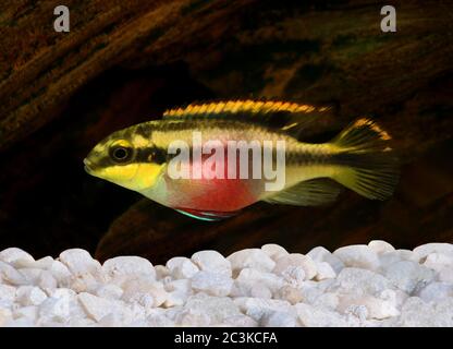 Aquarium fish cichlid Female Pelvicachromis pulcher kribensis cichlid Aquarium fish Stock Photo