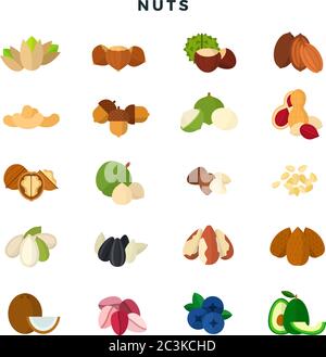Nuts of all kinds. Set of various nuts, grains and seeds. Vector illustration, isolated on white background. Stock Vector
