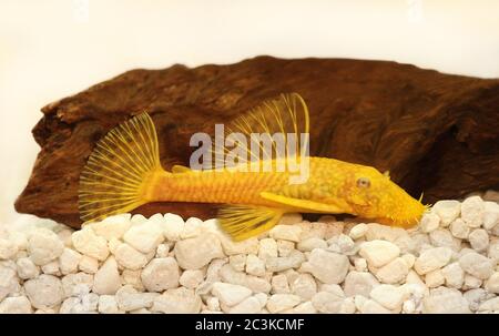 Golden Ancistrus pleco catfish Bristle-nose aquarium fish Stock Photo