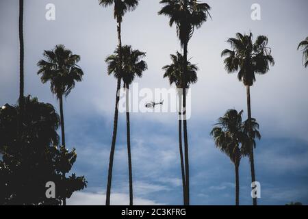 An LAPD Police helicopter crosses through Hollywood, framed symmetrically between a row of palm trees. Los Angeles, CA, 2020. Stock Photo