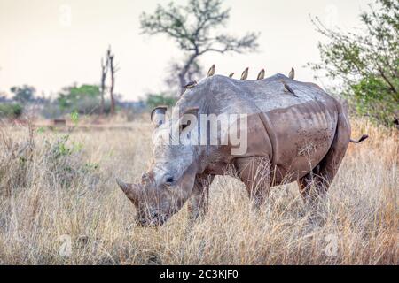 A white rhino (Ceratotherium simum), with red-billed oxpeckers on its back, grazing in the Kruger National Park, South Africa. Stock Photo