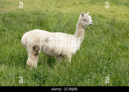 A cute alpaca stands in tall grass near Coeur d'Alene, Idaho. Stock Photo