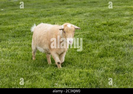 Cute goat walks in a lush green grassy pasture near Coeur d'Alene, Idaho.