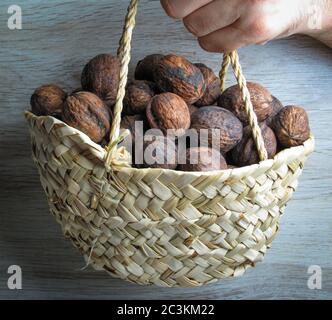 Closeupof Small wicker basket filled with whole walnuts in male hand with wooden background. Walnuts collected in a basket. Healthy food concept. Stock Photo