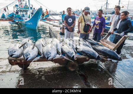 General Santos City - September 1, 2016: Yellowfin tuna being unloaded at the Tuna Harbor in General Santos City, South Cotabato, The Philippines. Gen Stock Photo