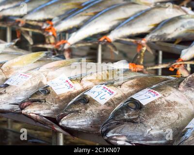 General Santos City - September 1, 2016: Yellowfin tuna lined up for sale at the Tuna Harbor in General Santos City, South Cotabato, The Philippines. Stock Photo