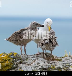 Seagull feeding its youngs, babies on the cliffs, chicks Stock Photo