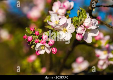 Blooming blossoms of an apple tree Stock Photo