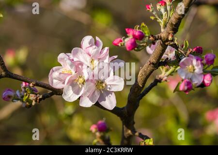 Blooming blossoms of an apple tree Stock Photo