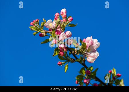 Blooming blossoms of an apple tree Stock Photo
