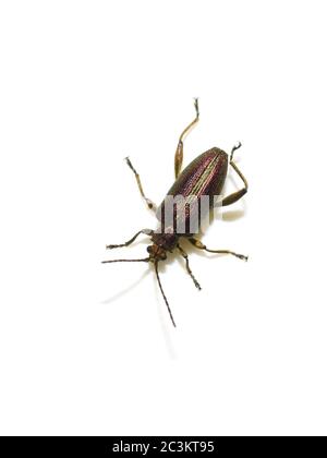 The shiny colorful leaf beetle  Zircon Reed Beetle Donacia aquatica isolated on white background Stock Photo