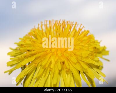 Closeup on a bright yellow dandelion flower on sky background Stock Photo