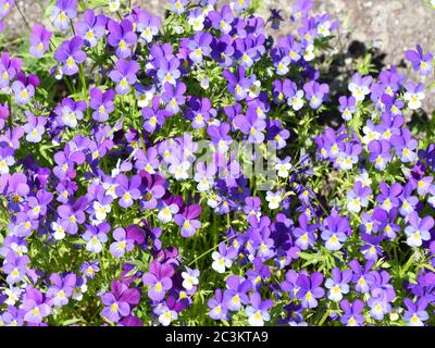 Wild pansy viola tricolor violet flowers in the garden Stock Photo