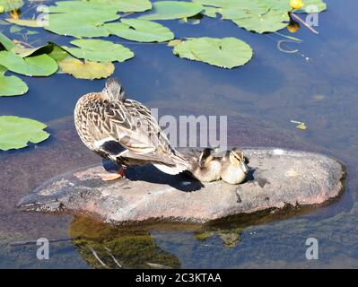 Female mallard  Anas platyrhynchos and her ducklings sleeping on a stone in a pond Stock Photo