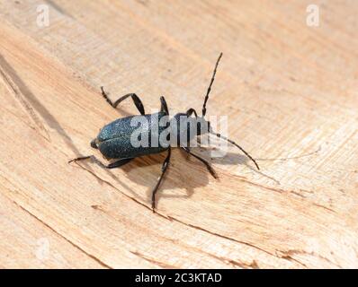 The metallic blue and violet longhorn beetle Callidium violaceum on a piece of wood Stock Photo