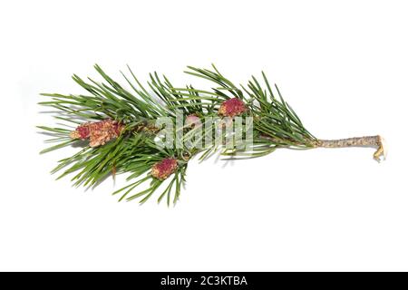 Branch from pine tree with red young cones on white background Stock Photo