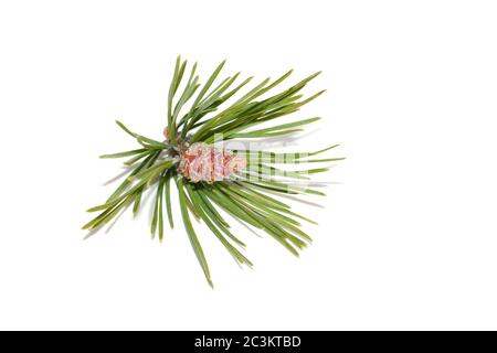 Branch from pine tree with red young cones on white background Stock Photo