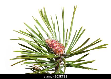 Branch from pine tree with red young cones on white background Stock Photo