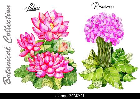 Design set of Lotus and Primrose flowers isolated on white Watercolor hand drawn botanical illustration with floral elements. See my full collection o Stock Photo